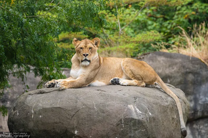 Lioness at Rest