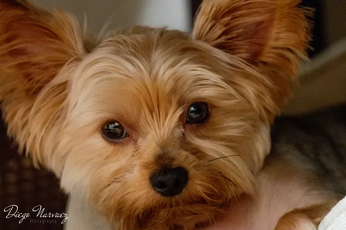 Yorkshire Terrier Close-Up