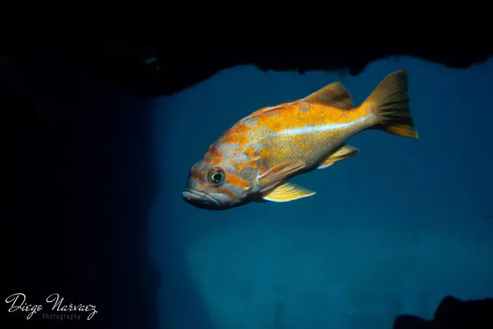 Rockfish