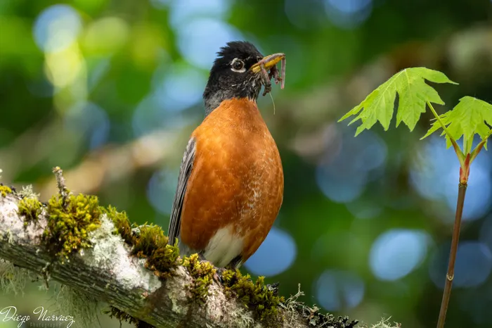 American Robin with Worm