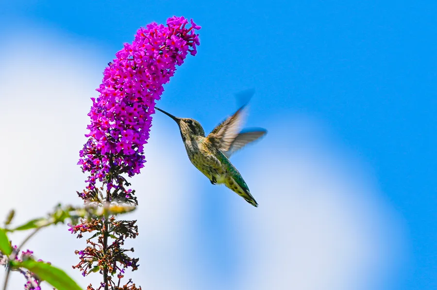 Hummingbird and Butterfly Bush